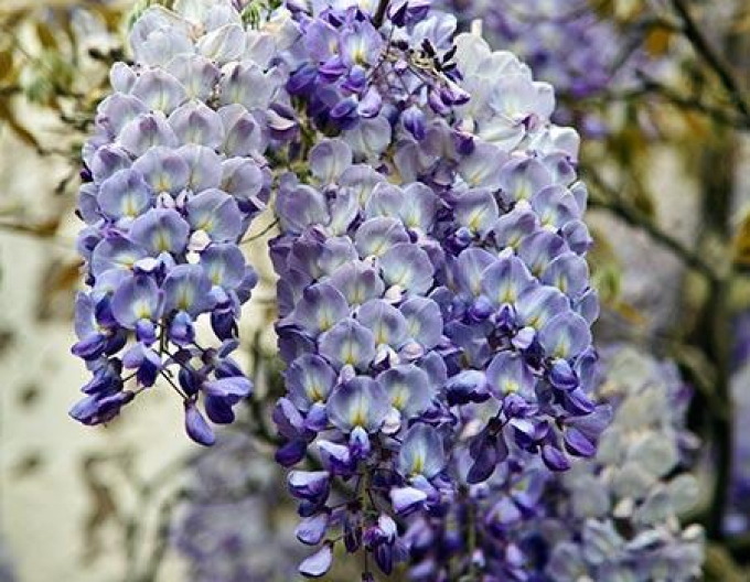 Glicină -  Wisteria multiflora ´Blue Moon´