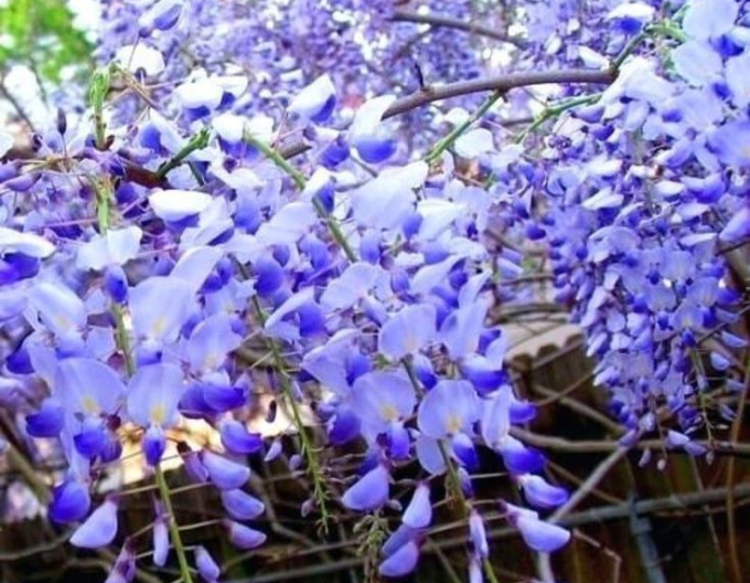 Glicină -  Wisteria multiflora ´Blue Moon´