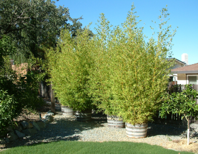 Bambus-auriu ´ Aurea ´