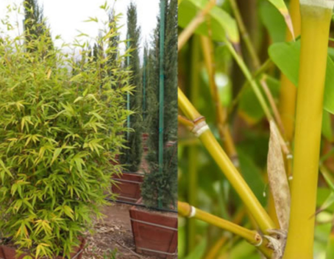 Bambus-auriu ´ Aurea ´