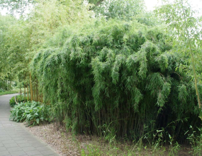 Bambus ´Fargesia Jiuzhaigou ´