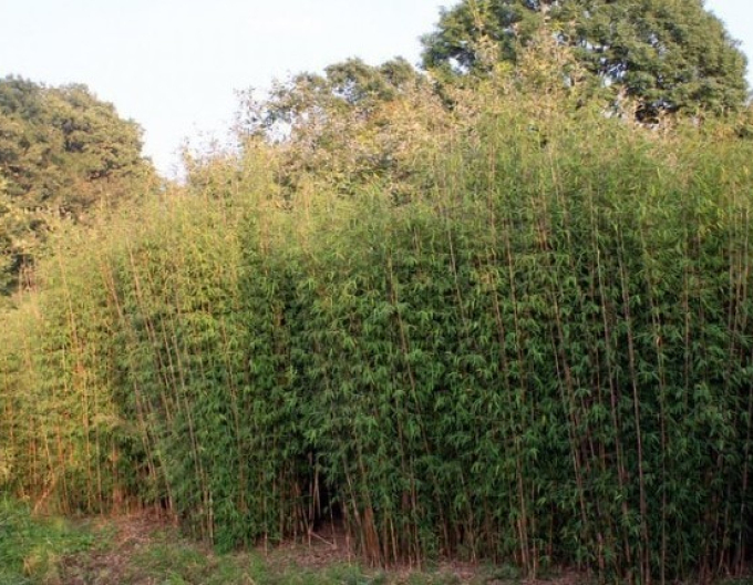 Bambus ´Fargesia Jiuzhaigou ´