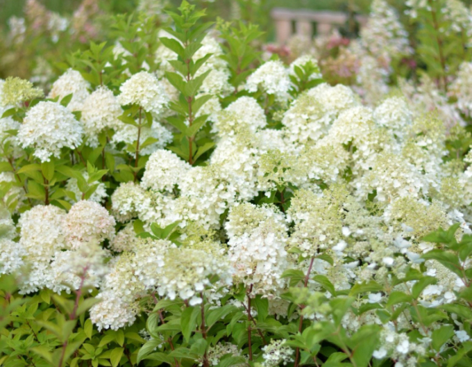 Hortensie paniculate ´Little Alf´