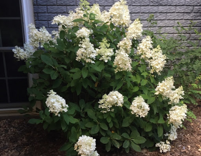 Hortensie paniculate ´Little Alf´