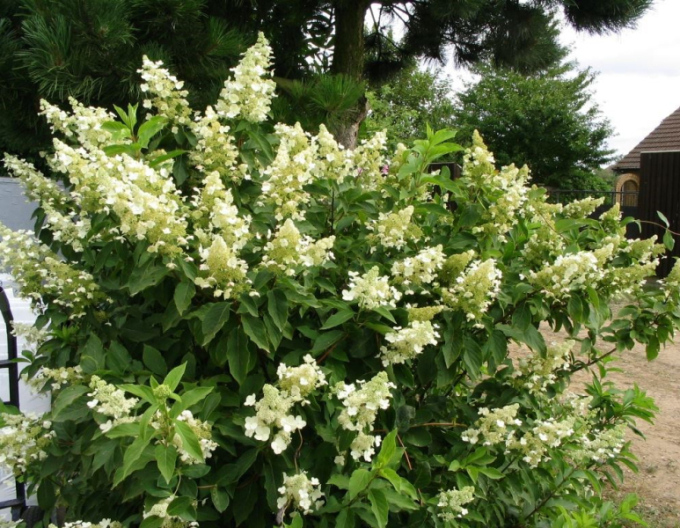 Hortensie paniculate ´Unique´