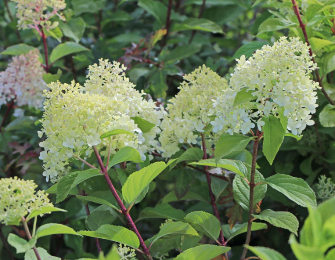 Hortensie paniculate ´Unique´