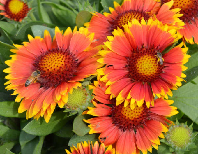 Gaillardia  ´Arizona Sun´
