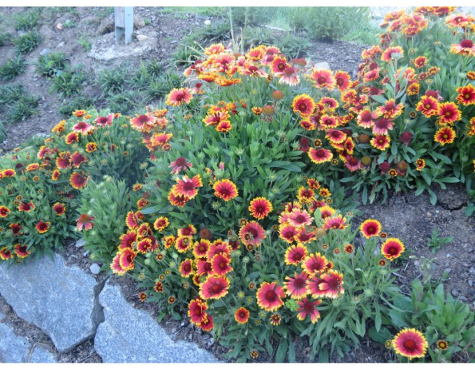 Gaillardia  ´Arizona Sun´