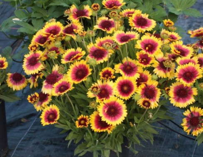 Gaillardia  ´Arizona Sun´