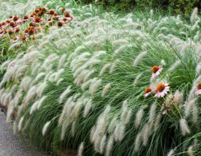 Iarbă fântână pitică ´Hameln´