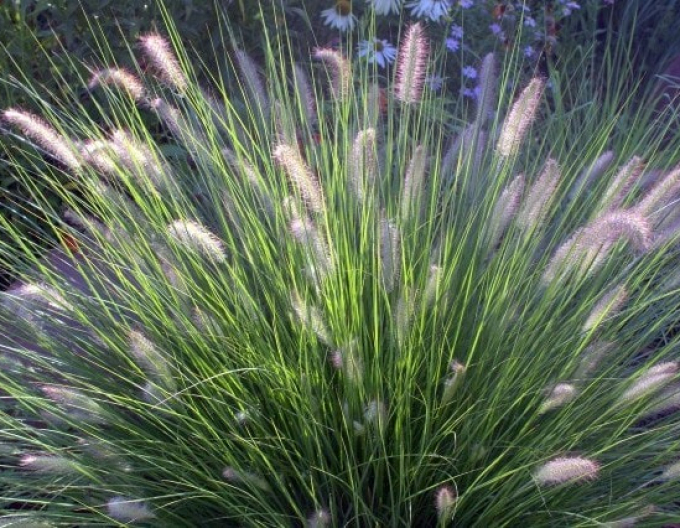 Iarbă fântână pitică ´Hameln´