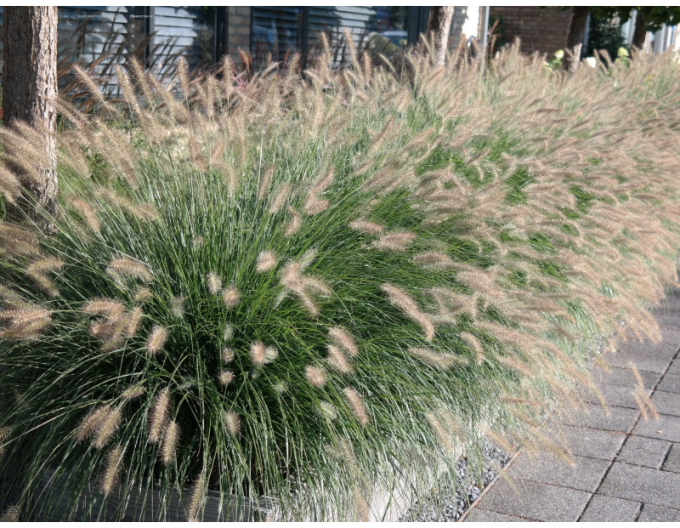 Iarbă fântână pitică ´Hameln´