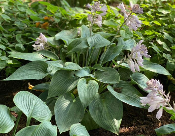 Crin de toamnă - Hosta ´Halcyon´