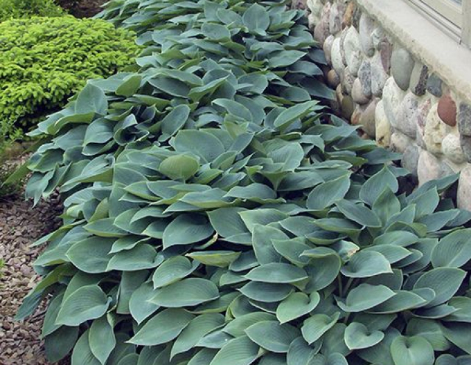 Crin de toamnă - Hosta ´Halcyon´