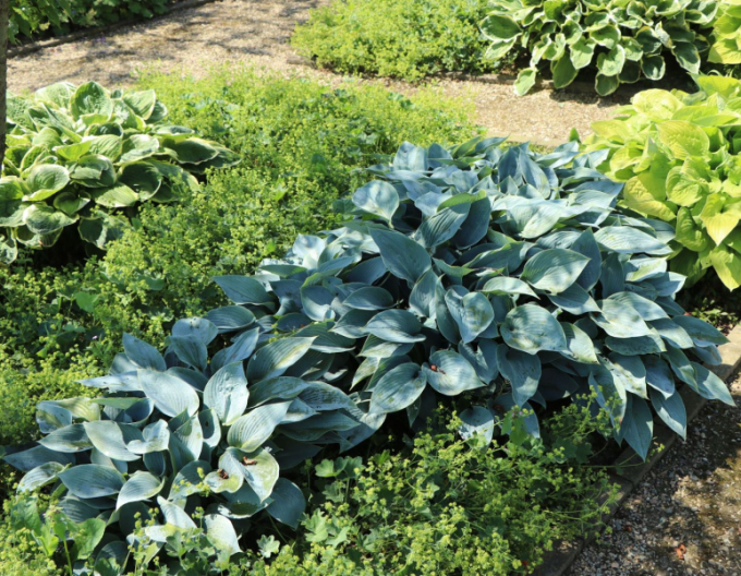 Crin de toamnă - Hosta ´Halcyon´