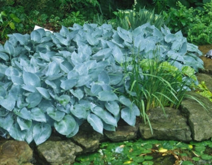 Crin de toamnă - Hosta ´Halcyon´