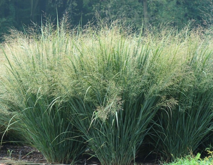 Millet "Heavy Metal"