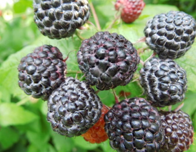 Zmeură neagră ´Black Jewel´