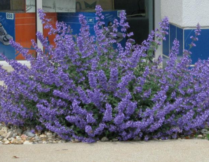 Menta Pisicii Walkers Low´