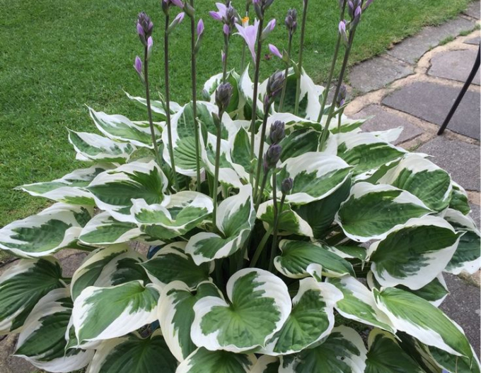 Crin de toamnă - Hosta ´Francee´
