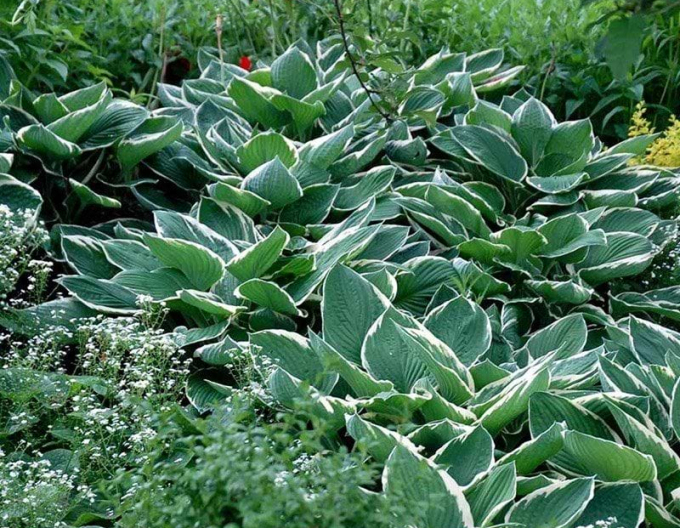 Crin de toamnă - Hosta ´Francee´