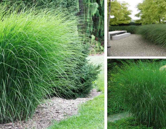 Miscanthus sinensis ´Gracillimus´ 2l