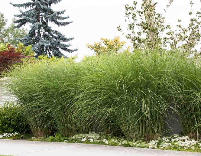 Miscanthus sinensis ´Gracillimus´ 2l