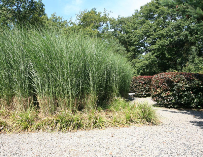 Miscanthus sinensis ´Gracillimus´ 2l