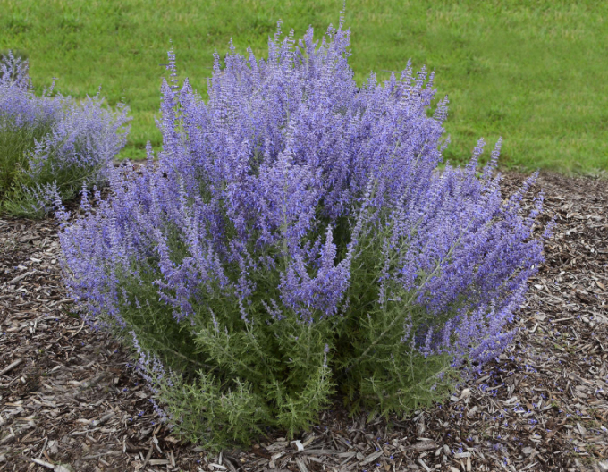 Salvie rusească - Perovskia ´Russian Sage´