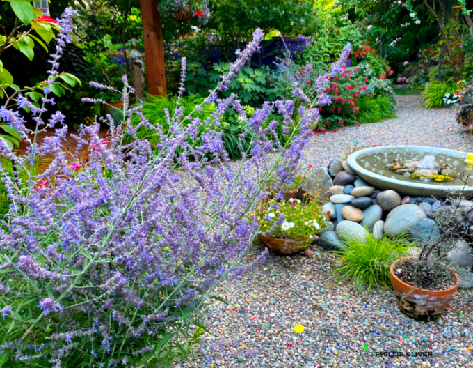 Salvie rusească - Perovskia ´Russian Sage´