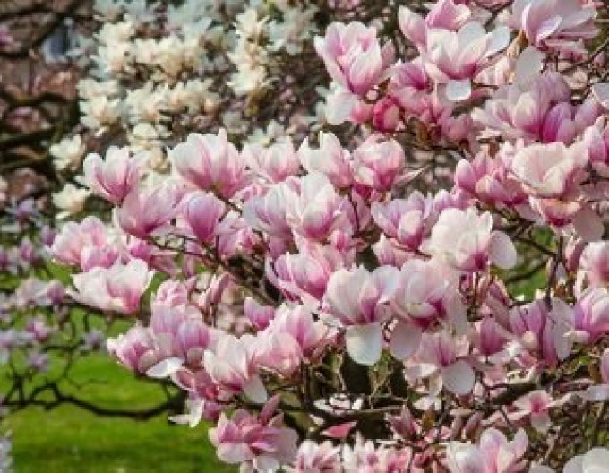 Magnolia ´Festirose´