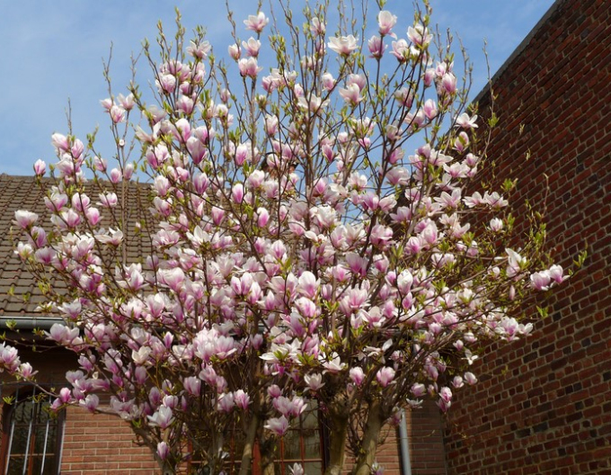 Magnolia ´Festirose´