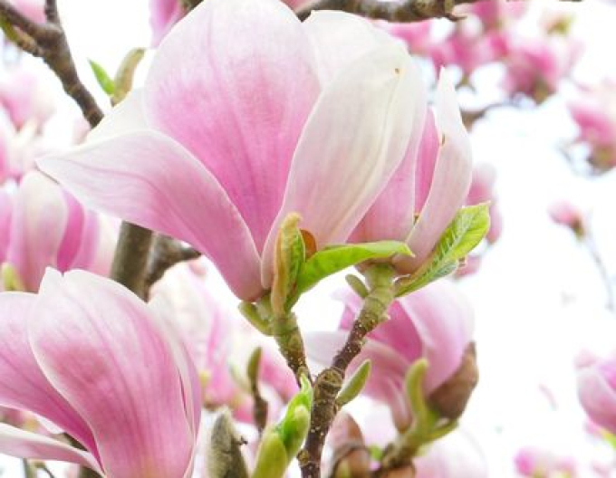 Magnolia ´Festirose´
