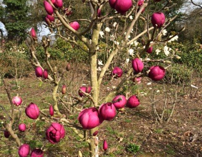 Magnolia "Laleaua neagră