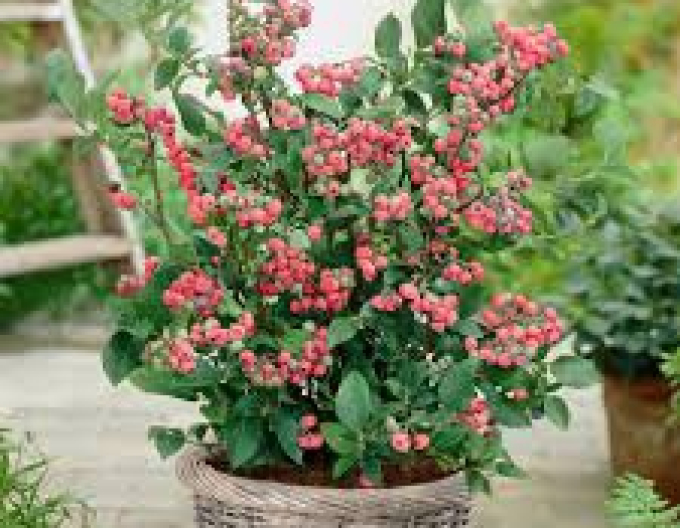 Afin canadian ´Pink Lemonade´