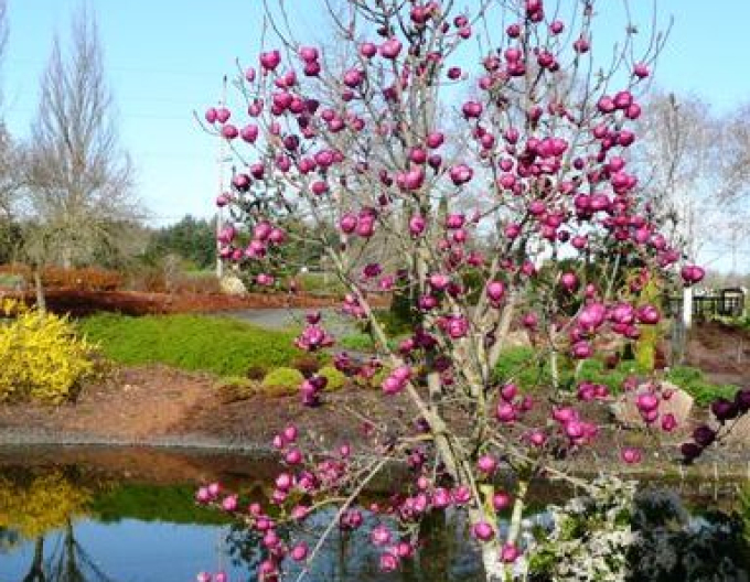 Magnolia "Laleaua neagră