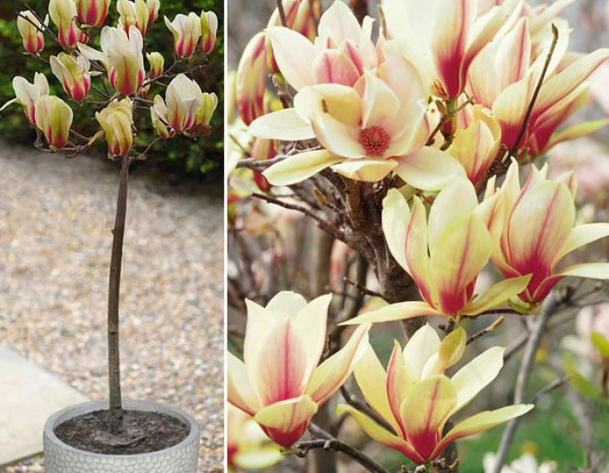 Magnolia ´Sunrise´ pe o tulpină