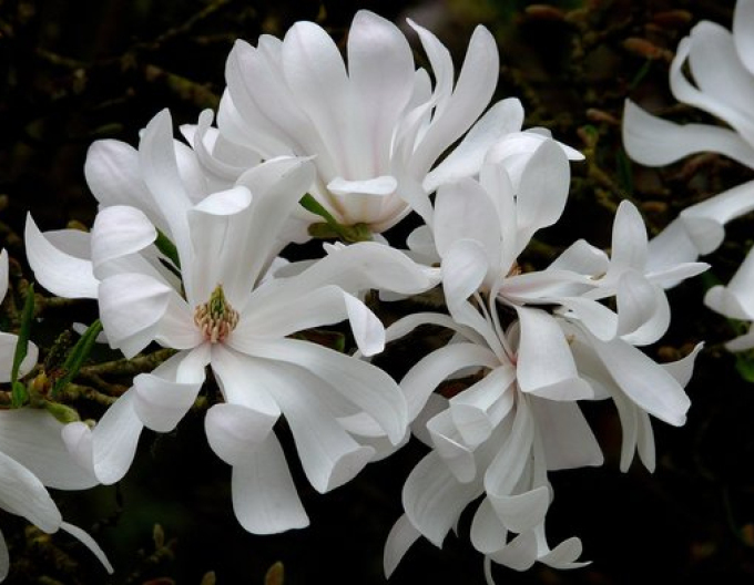 Magnolia ´St. Waterlily´