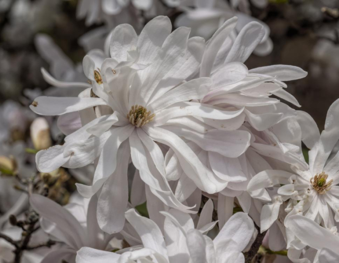 Magnolia ´St. Waterlily´