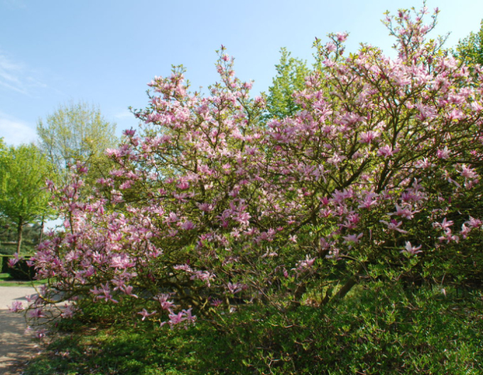 Magnolia ´Satisfacție´