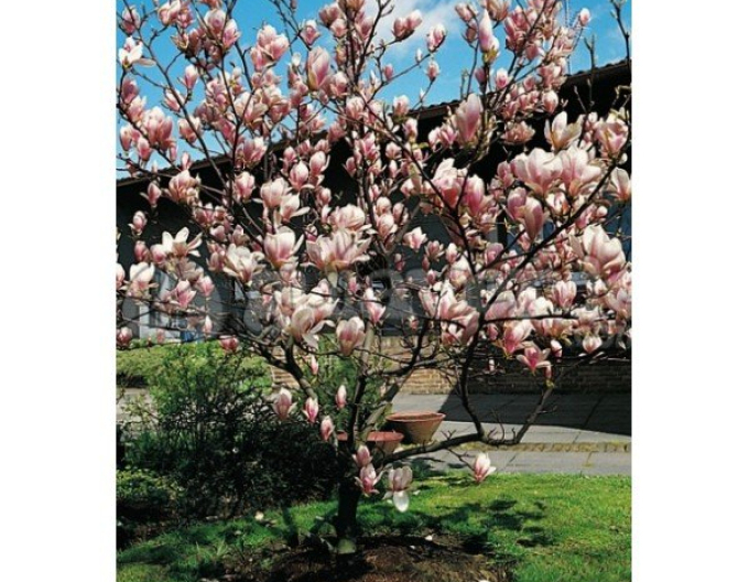 Magnolia ´Satisfacție´