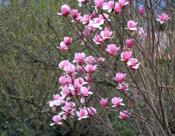 Magnolia ´Cameo´