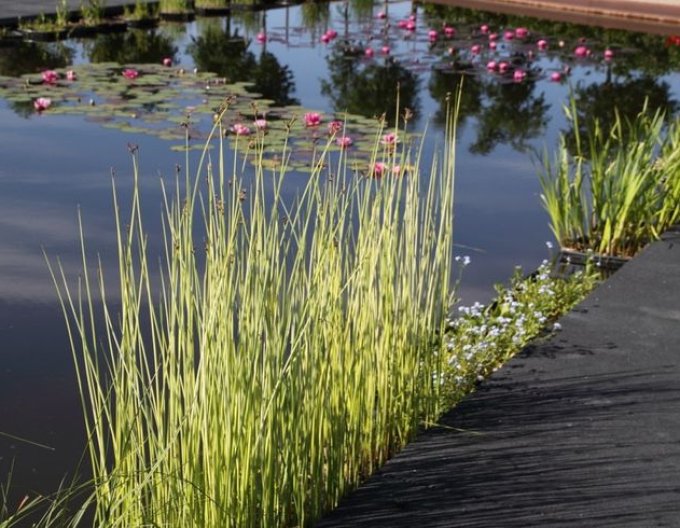 Obligeană´ Albescens´