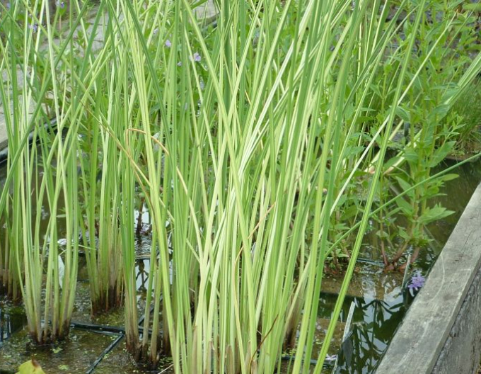 Obligeană´ Albescens´