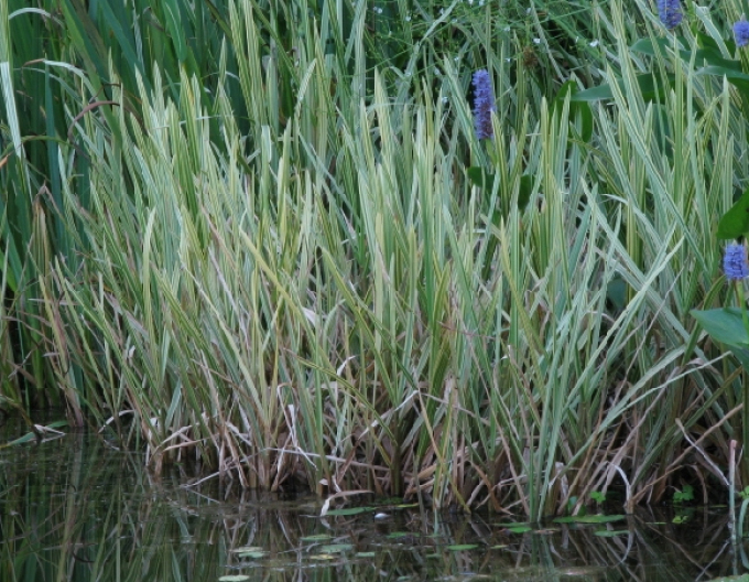 Floarea de paie acvatică Variegata