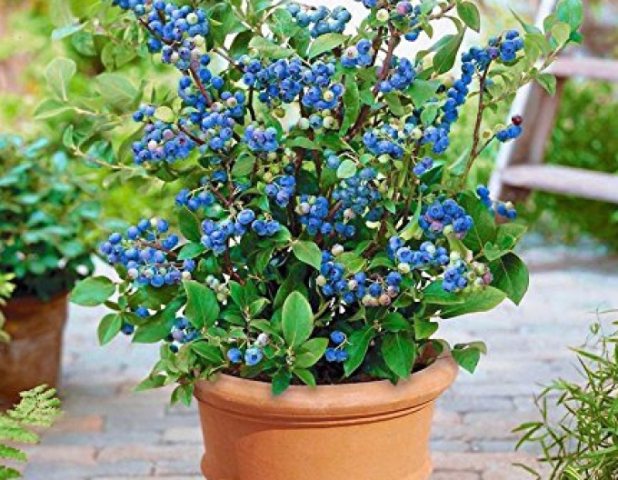 Afin canadian ´Hortblue Petite´