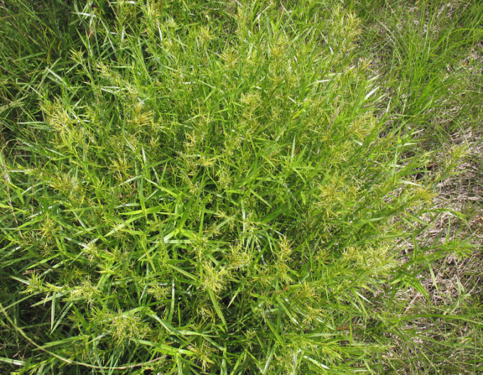 Rogoz cu trei frunze