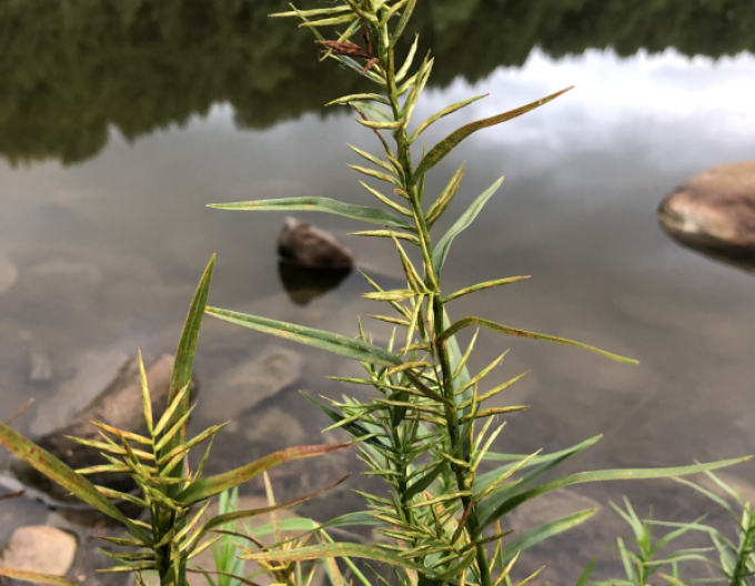 Rogoz cu trei frunze
