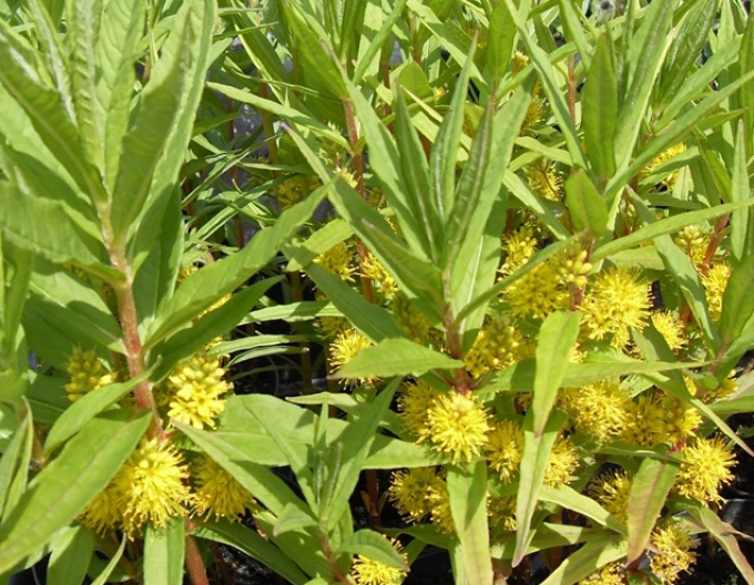 Gălbășoară de turbărie