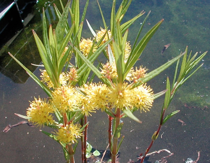 Gălbășoară de turbărie